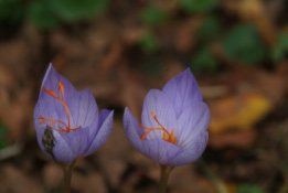 Crocus speciosus bestellen